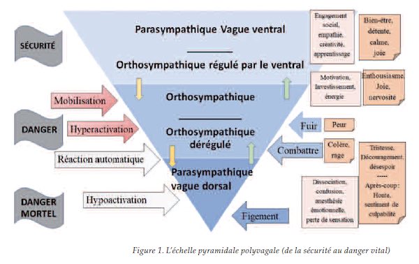 Les scénarios réparateurs. Un système nerveux autonome plein de ressources. Les scénarios réparateurs. Un système nerveux autonome plein de ressources.