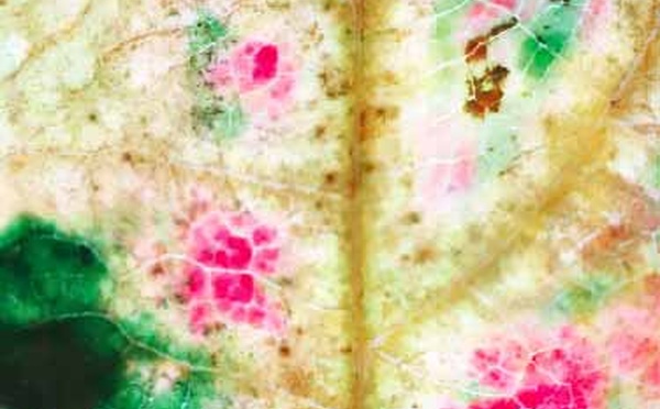 Améliorer nos pratiques de psychothérapie. Revue hypnose et thérapies brèves 73